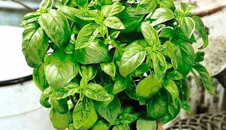What is good about the Dwarf basil variety: reviews from those who grew it, advantages and disadvantages