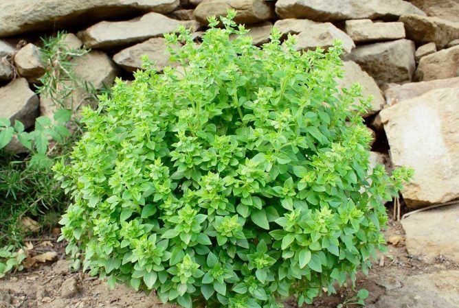 What is good about the Dwarf basil variety: reviews from those who grew it, advantages and disadvantages