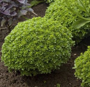 What is good about the Dwarf basil variety: reviews from those who grew it, advantages and disadvantages