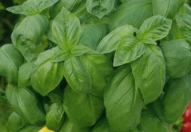 What is good about the Dwarf basil variety: reviews from those who grew it, advantages and disadvantages