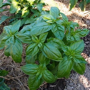 Basil variety Green aromatic: growing from seeds, characteristics and description