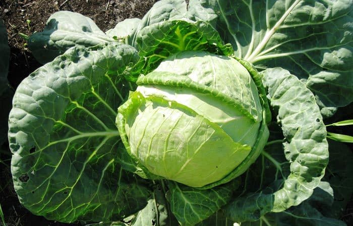 Unpretentious cold-resistant cabbage variety Slava