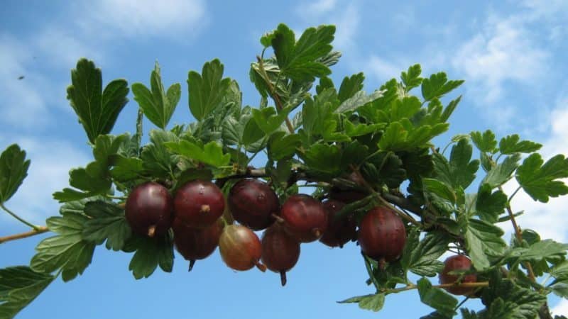Mid-early high-yielding gooseberry variety Kolobok