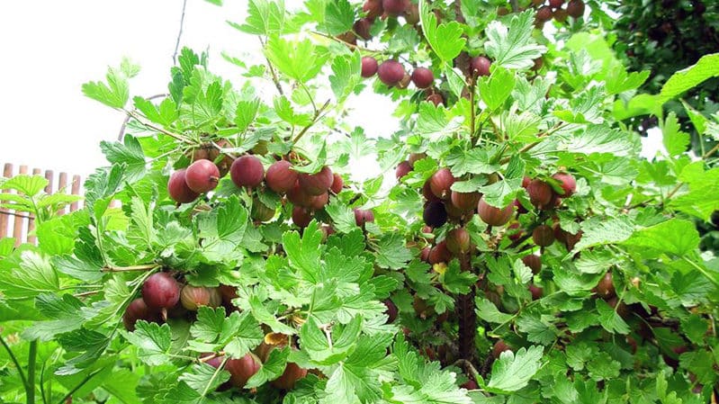 Favorable conditions for growing berries: what kind of soil does gooseberries like and how to properly enrich it
