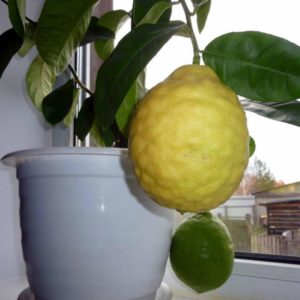 What is good about the Panderosa lemon variety and why is it worth growing?