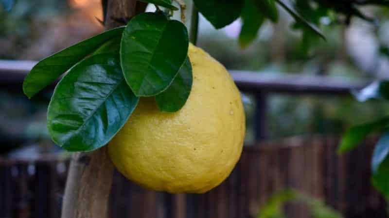 What is good about the Panderosa lemon variety and why is it worth growing?