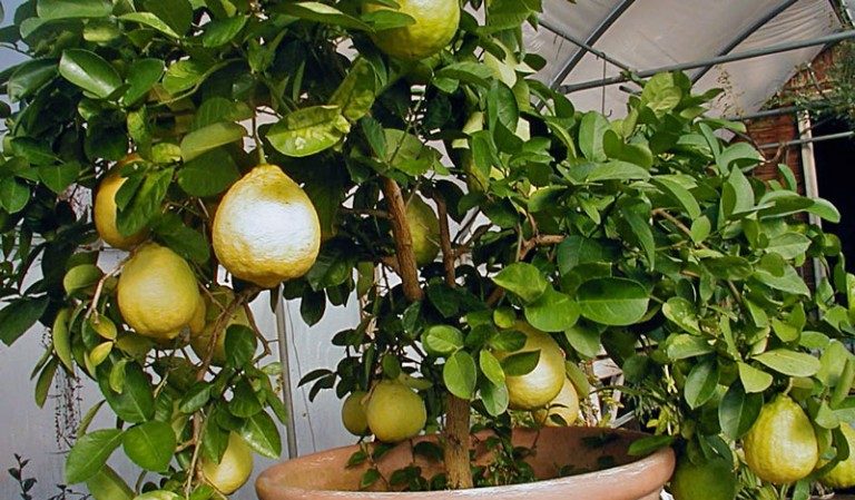 What is good about the Panderosa lemon variety and why is it worth growing?