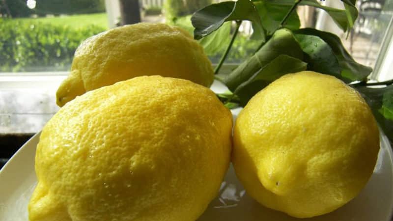 What is good about the Panderosa lemon variety and why is it worth growing?