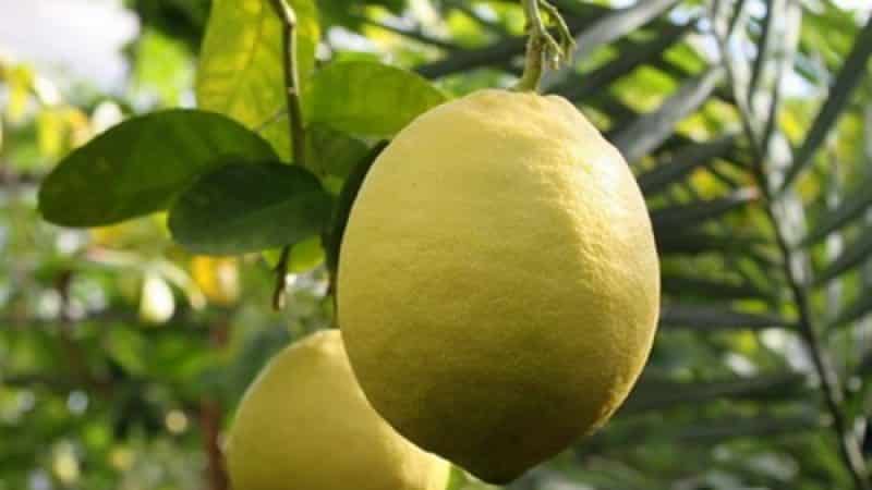 An unpretentious lemon variety, Jubilee, for beginner gardeners.