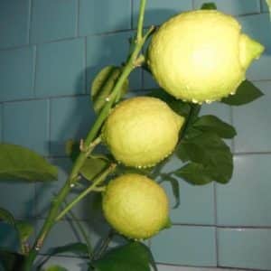 An unpretentious lemon variety, Jubilee, for beginner gardeners.