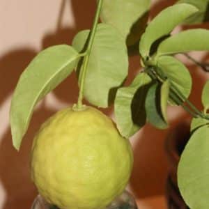 An unpretentious lemon variety, Jubilee, for beginner gardeners.