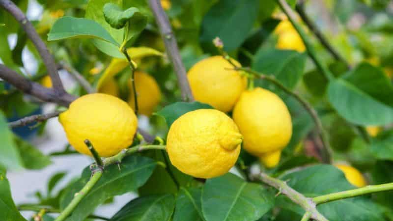 How to treat homemade lemon diseases