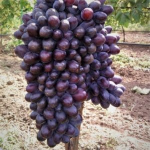 Grape variety Jupiter: description, advantages and disadvantages, growing technology