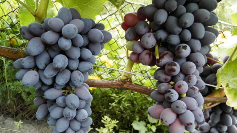 Grape variety Jupiter: description, advantages and disadvantages, growing technology