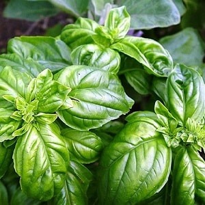 Green vegetable basil variety Tonus: growing from seeds for beginners