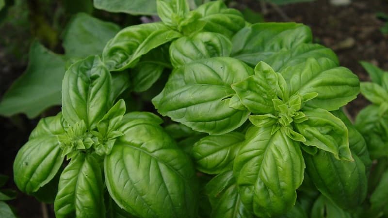 Green vegetable basil variety Tonus: growing from seeds for beginners