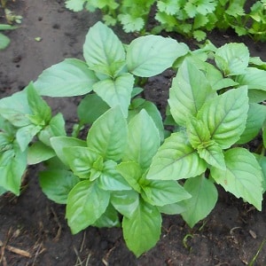 Green vegetable basil variety Tonus: growing from seeds for beginners