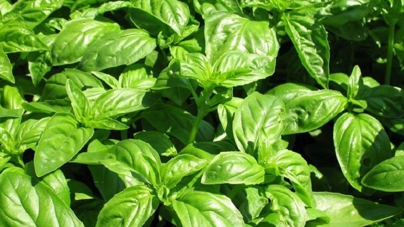 Green vegetable basil variety Tonus: growing from seeds for beginners