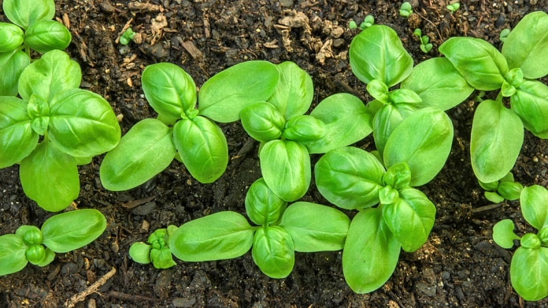 Green vegetable basil variety Tonus: growing from seeds for beginners