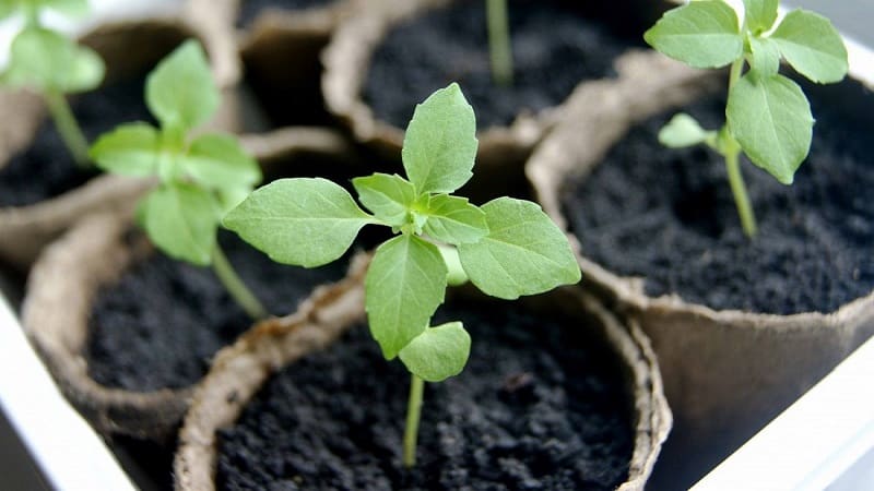 Green vegetable basil variety Tonus: growing from seeds for beginners