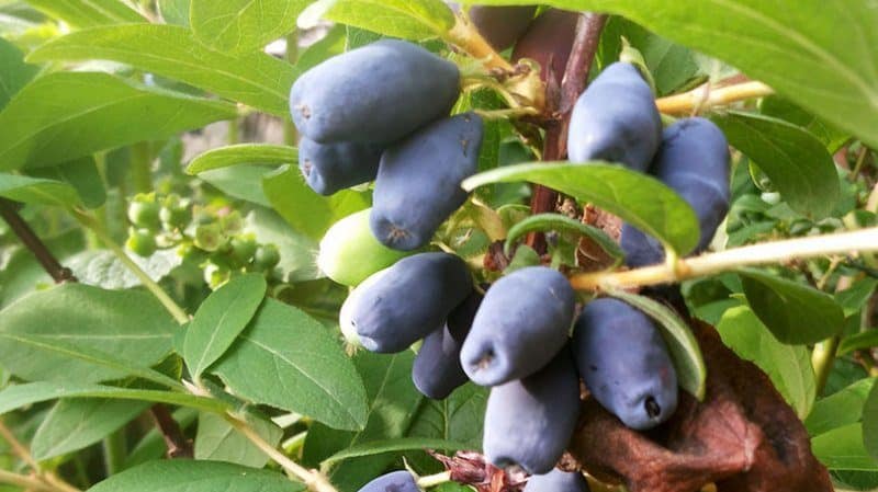 Top best honeysuckle varieties for the Urals: what are the features of choosing a variety and growing it in this region