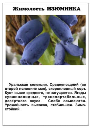 Consistently productive honeysuckle variety Izyuminka from Russian breeders