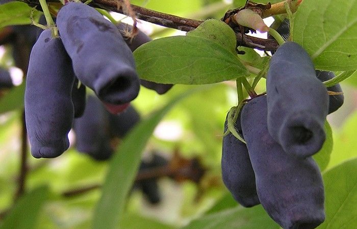 The best varieties of edible honeysuckle for Belarus