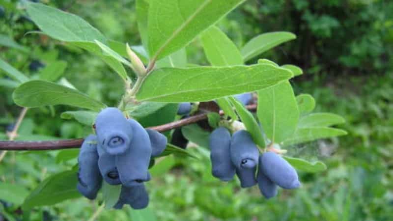 Top best honeysuckle varieties for the Urals: what are the features of choosing a variety and growing it in this region