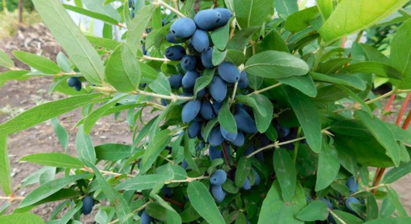 Mid-early dessert variety of honeysuckle Volshebnitsa
