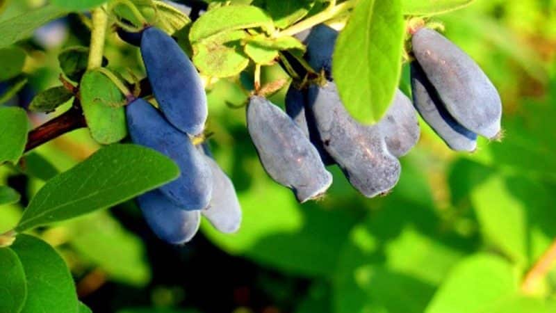 Mid-early dessert variety of honeysuckle Volshebnitsa
