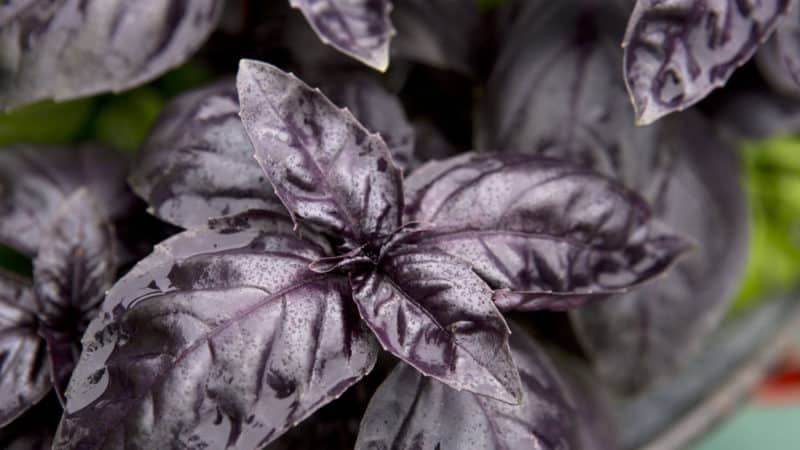 What are the benefits of basil tea and what are the most delicious recipes for brewing it?