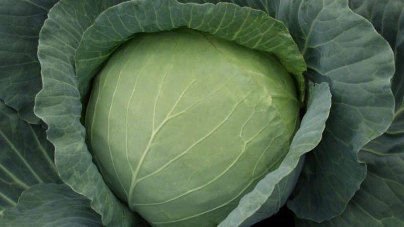 The best Dutch varieties and hybrids of white cabbage
