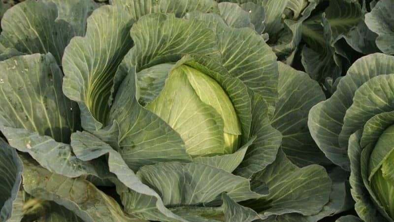 The best Dutch varieties and hybrids of white cabbage
