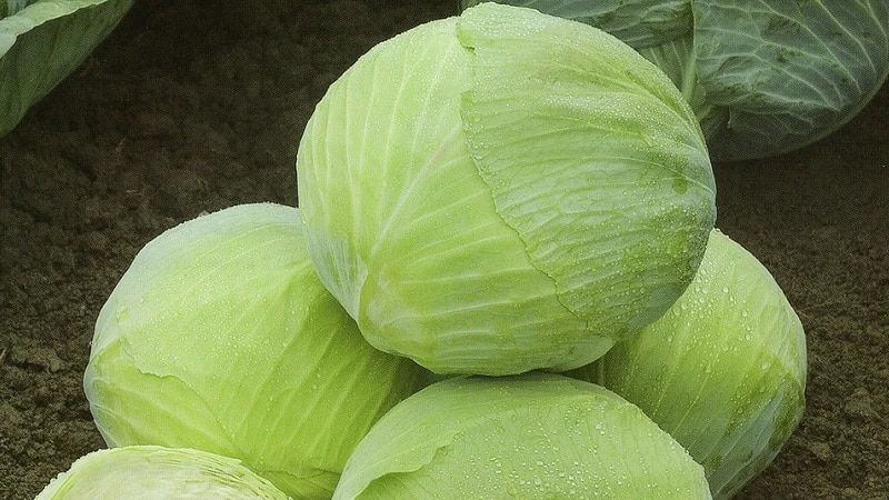 The best Dutch varieties and hybrids of white cabbage