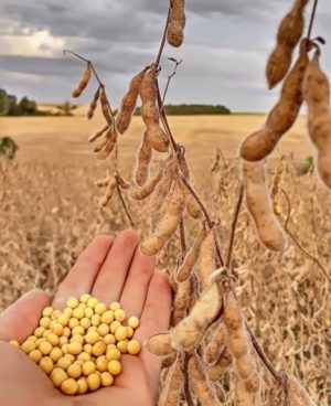Characteristics and description of Prudence soybean