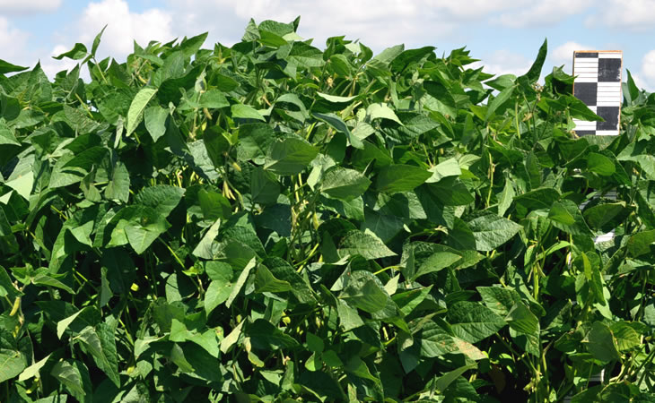 Characteristics and description of Prudence soybean
