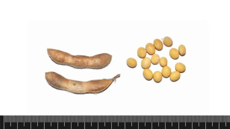 Characteristics and description of Prudence soybean