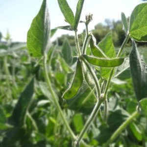 Characteristics and description of Prudence soybean