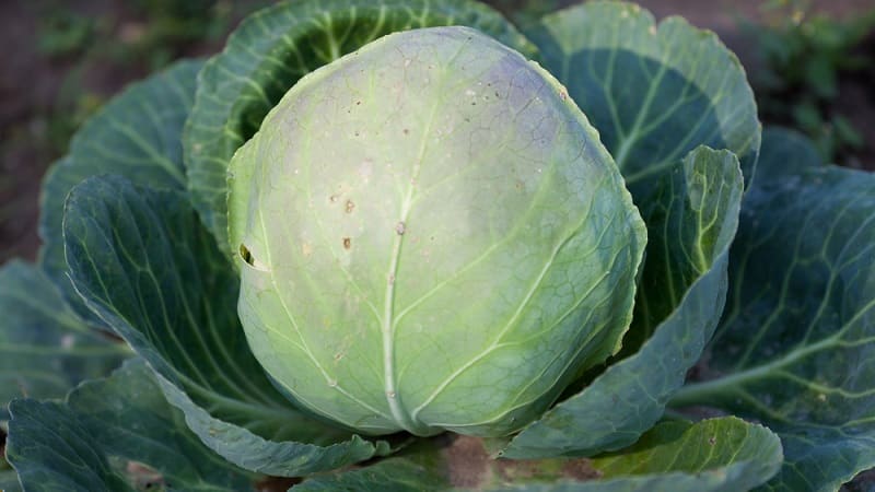 Mid-late cabbage variety Dobrovodskaya