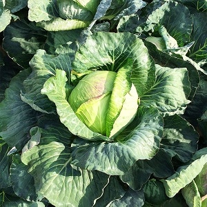 Mid-late cabbage variety Dobrovodskaya