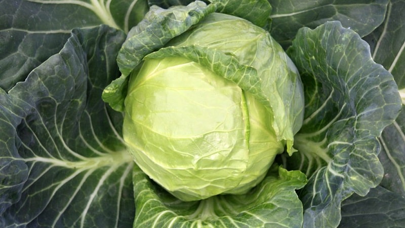 Mid-late cabbage variety Dobrovodskaya