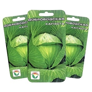 Mid-late cabbage variety Dobrovodskaya
