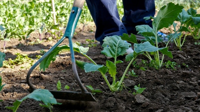 Mid-late cabbage variety Dobrovodskaya