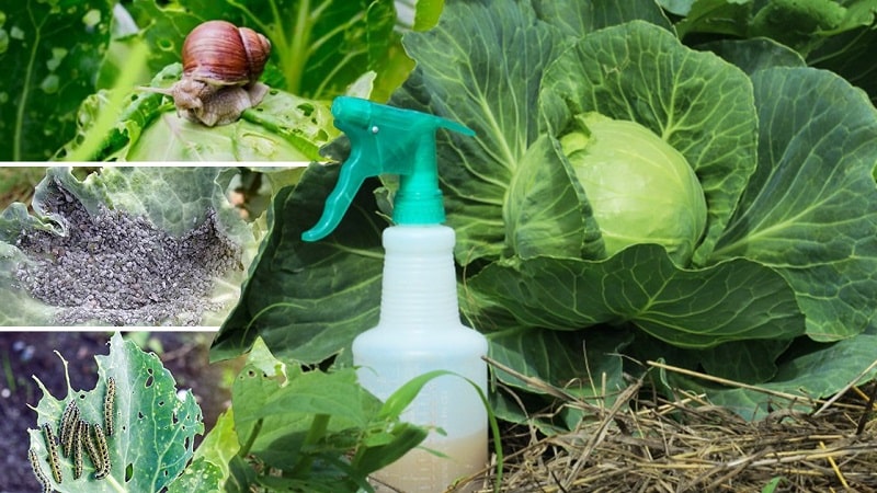 High-yielding popular cabbage variety Amager
