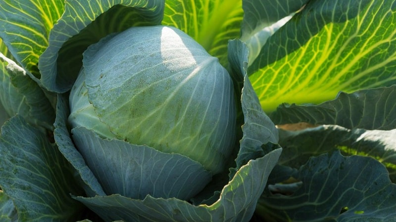 Mid-late high-yielding hybrid of cabbage Kolya f1