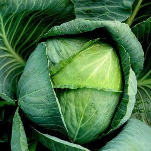 Mid-late high-yielding hybrid of cabbage Kolya f1