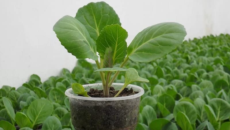 Mid-late high-yielding hybrid of cabbage Kolya f1