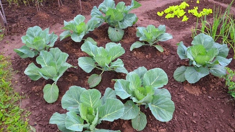Mid-late high-yielding hybrid of cabbage Kolya f1