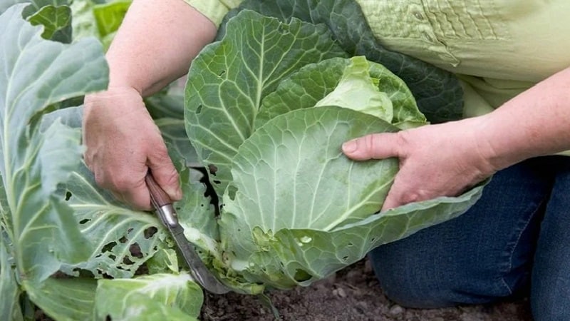Mid-late high-yielding hybrid of cabbage Kolya f1