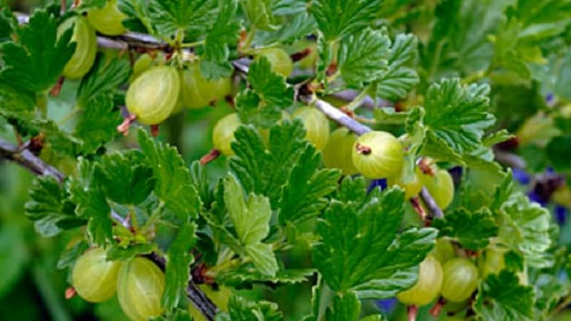 Mid-early gooseberry variety with high winter hardiness Khinnonmaki Green